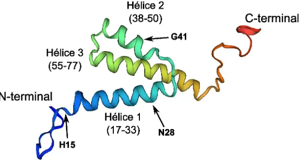 Figure 1.5. Structure de la protéine Vpr du VIH-1 