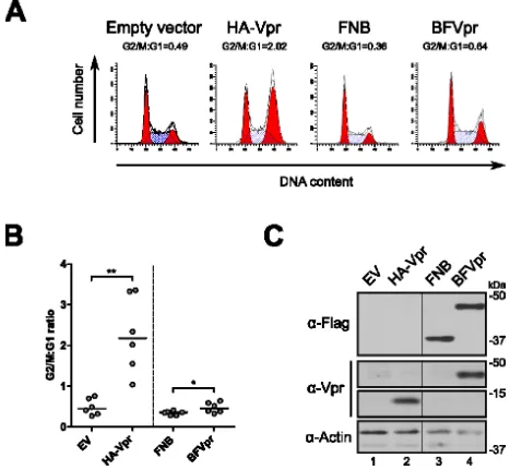 Figure 2.2.1. La fusion de BirA1 à Vpr altère sa capacité à médier un arrêt du cycle cellulaire 