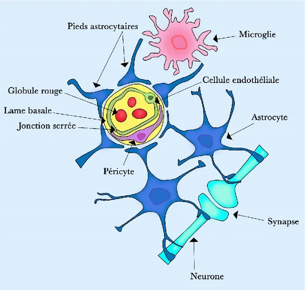 Figure 3: Composantes de l'unité neurovasculaire 