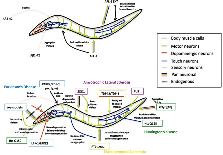 Figure 8. –   Représentation schématique de quelques modèles de C. elegans utilisés dans diverses  maladies neurodégénératives 
