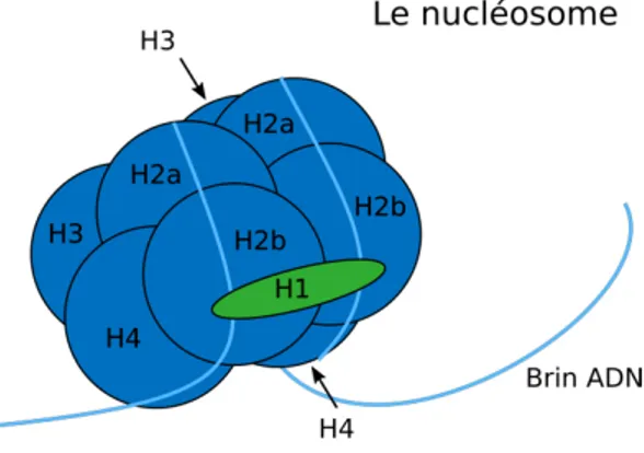 Figure  1.  Structure  d’un  nucléosome.  Le  nucléosome  est  un  octamère  composé  de  quatre 