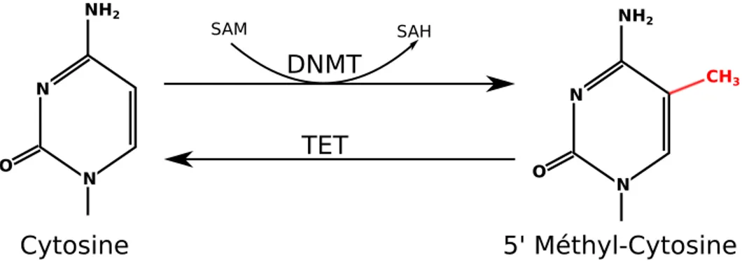 Figure 3. Méthylation d’une cytosine. Le donneur de groupement méthyle SAM est utilisé par 