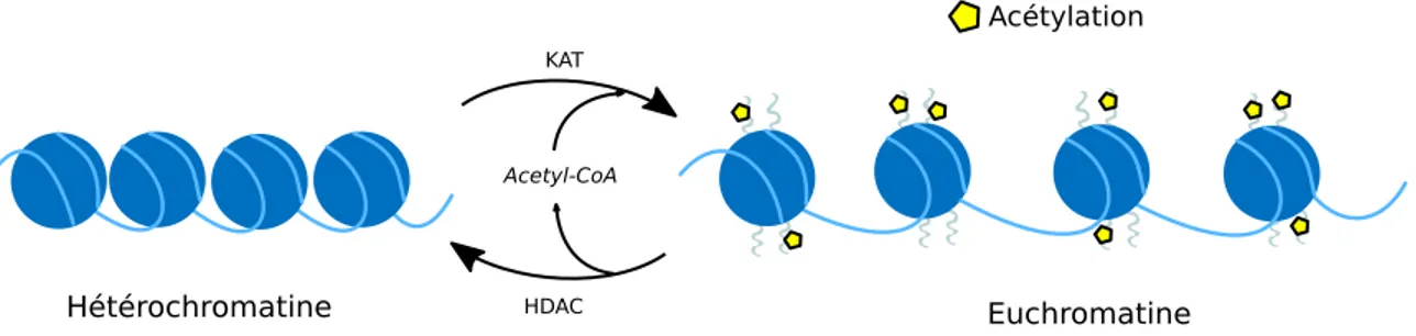 Figure 4. Acétylation et dé-acétylation des histones. Les résidus lysines situés majoritairement 