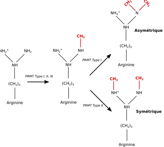 Figure 6. La méthylation des arginines. La mono-méthylation des arginines est effectuée par les 