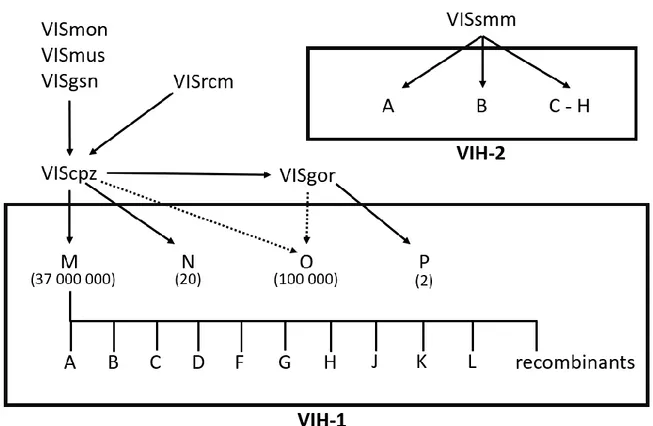 Figure 1. Groupes et sous-groupes du VIH et de leurs précurseurs simiens. Les deux encadrés  représentent  le  VIH-1  et  le  VIH-2  comprenant  leurs  groupes  et  sous-groupes  respectifs