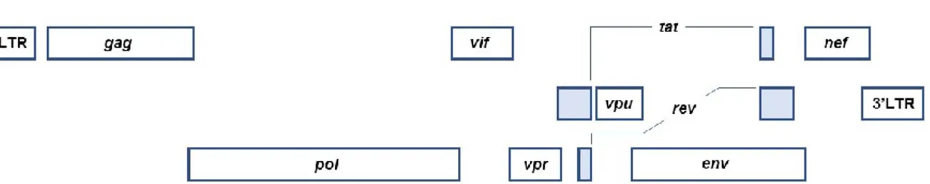 Figure 2. Organisation génomique du VIH-1. Les différents encadrés indiquent les différents  gènes, en italique, et les deux LTR aux extrémités