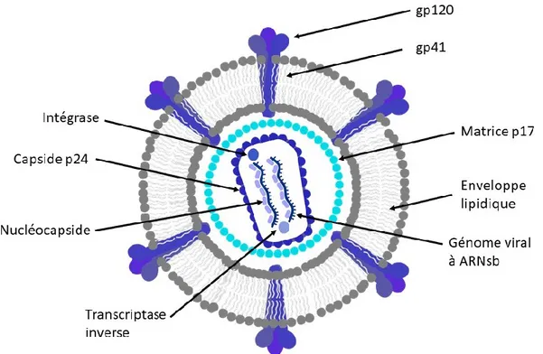Figure  3.  Structure  du  VIH-1.  La  particule  virale  est  composée  d’un  noyau  compact  qui  renferme le matériel génétique