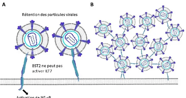 Figure 6. Modèle schématique de l’ancrage de particules virales par BST2. A. Les particules  virales  sont  retenues  par  BST2  qui  agit  comme  une  ancre  en  s’insérant  d’une  part  dans  la  membrane  cellulaire  et  d’autre  part  dans  l’enveloppe