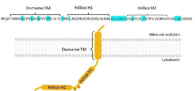 Figure  7.  Séquence  et  structure  de  Vpu.  Les  principaux  domaines  sont  indiqués  par  des  crochets et les principaux motifs fonctionnels décrits ici sont indiqués en bleu dans la séquence  de la protéine Vpu du virus NL4.3