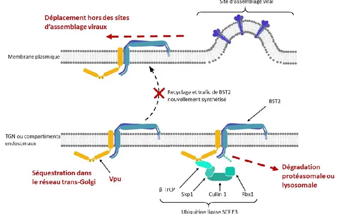 Figure 8. Modèle de l’antagonisme de BST2 par Vpu. En rouge, on retrouve les trois modes  principaux d’antagonisme de BST2 par Vpu pour exclure BST2 des sites d’assemblages viraux  ou de la membrane plasmique