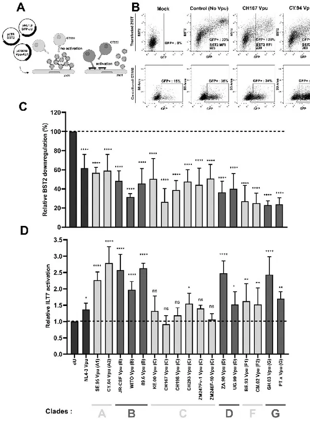 Figure  2.  Screening  of  Vpu  variants  from  group M  for  BST2-mediated ILT7  activation   A