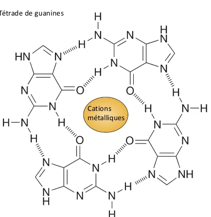 Figure 3 - Tétrade de guanines (modifié de Hansel-Hertsch, Di Antonio et al. 2017). La  tétrade de guanines est représentée par l’assemblage des 4 guanines reliées entre elles par 8  ponts hydrogène