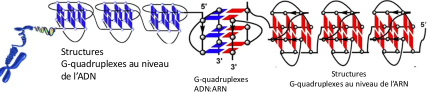 Figure 4 - Schéma des différentes structures G-quadruplexes au niveau de l’ADN, l’ARN  ou  de  complexes  ADN  :  ARN