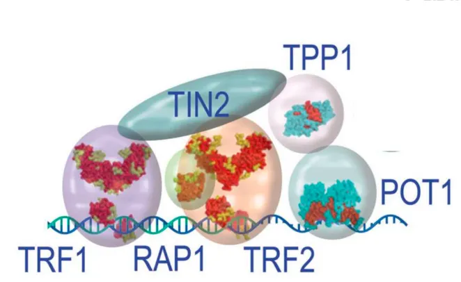 Figure 6 - Représentation schématique du complexe shelterin (modifié de Giraud-Panis,  Pisano  et  al