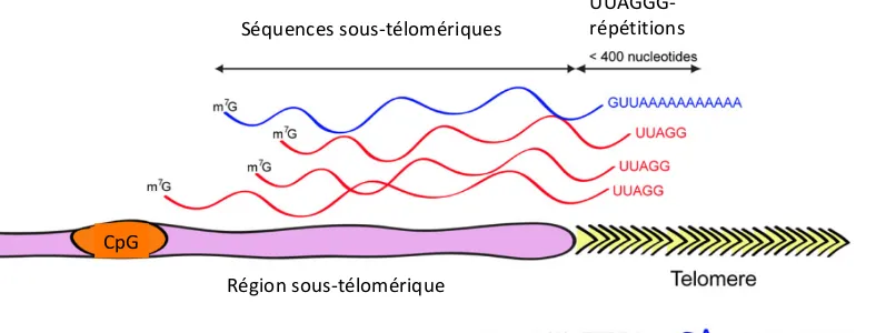 Figure 10 - Biogénèse de TERRA (modifié de Feuerhahn et al, 2010). La transcription de  TERRA commence au niveau de la région sous télomérique (représentée en violet) c’est niveau  de la région sous télomérique que l’on trouve le site d’initiation de la tr