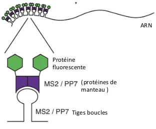 Figure  15  -  Schéma  représentant  les  systèmes  MS2-PP7-protéine  fluorescente  (modifié  de  Lenstra, Larson 2016)