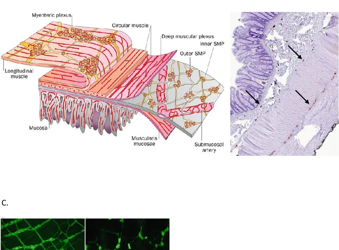 Figure 1.1. A, B et C: Structure du système nerveux entérique  