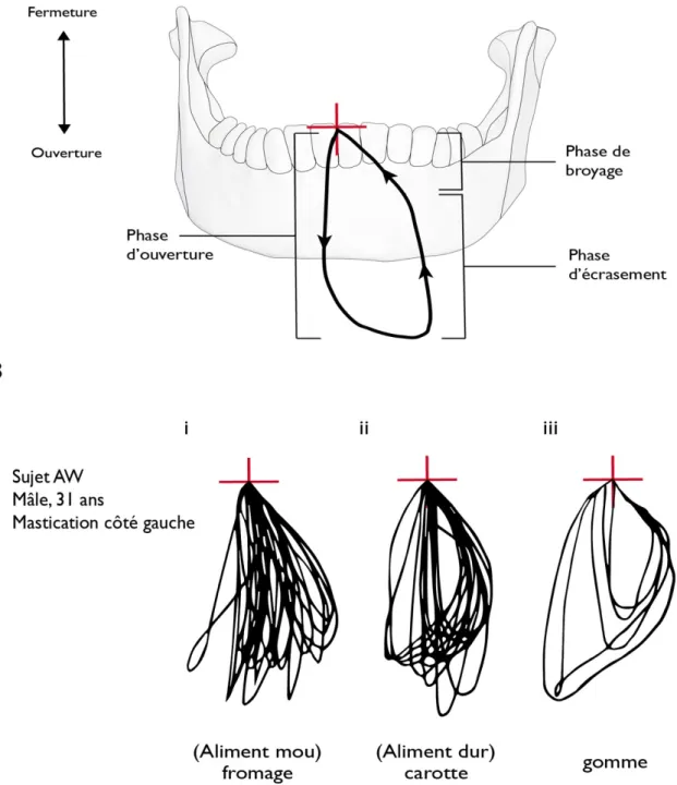 Figure 1-1. Représentation frontale du mouvement de la mandibule dans un cycle masticatoire