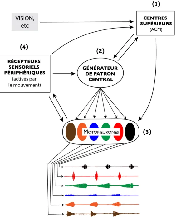 Figure 1-3. L’interaction des quatre structures neuronales permettant la genèse de mouvements rythmiques