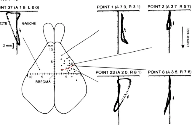 Figure 1-4. Organisation kinésiotopique de l’aire corticale masticatoire (ACM) chez le lapin