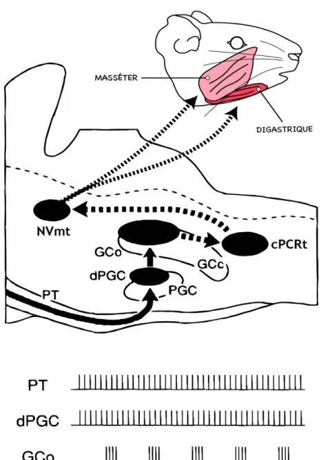 Figure 1-5. Ancien model du GPC masticatoire chez le cochon d’Inde. Illustration schématique de la chaîne  neuronale partant du tractus pyramidal jusqu’au noyau moteur du trijumeau sur une vue sagittale du tronc  cérébral