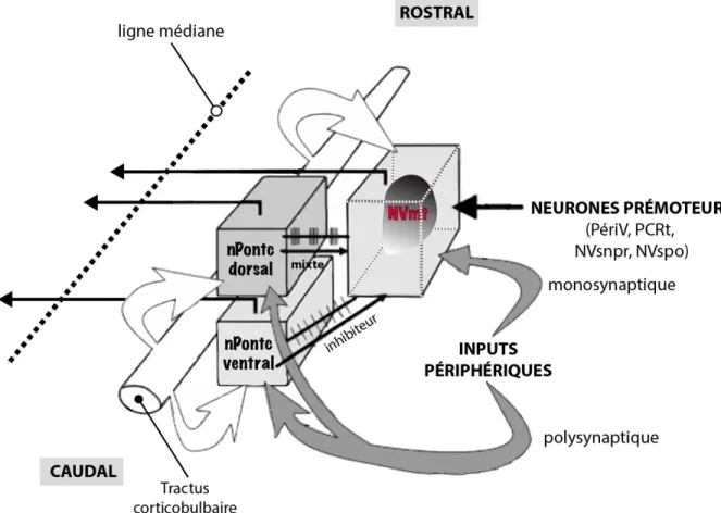 Figure 1-6. Modèle récent du GPC masticatoire. Ce modèle illustre les différents noyaux impliqués dans le  GPC qui se retrouvent beaucoup plus rostral dans le tronc cérébral par rapport aux anciens modèles