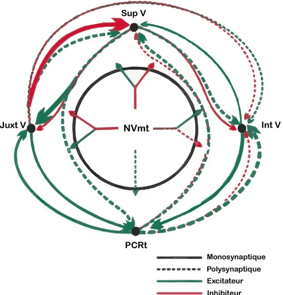 Figure 1-7. Organisation schématique des connexions entre les neurones de la PériV (JuxtV, SupV et IntV)  et de la PCRt