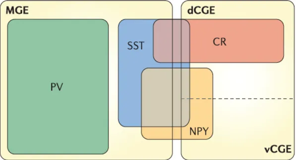 Figure  2.  Illustration  représentant  la  contribution  relative  de  l’éminence  ganglionique  médiane (MGE) et l’éminence ganglionique caudale ventrale (vCGE) et dorsale (dCGE)  aux sous-groupes d’interneurones corticaux