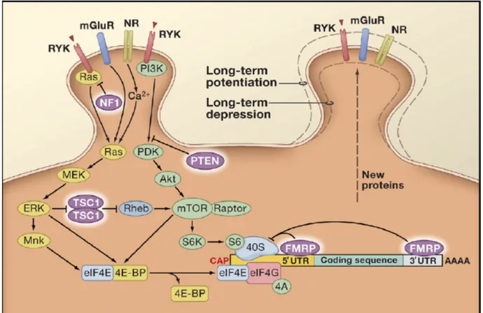 Figure 4. Voies de signalisation de la traduction. Les voies de signalisation Ras/ ERK et PI3K  / mTOR couplent l'activité synaptique à la machinerie traductionnelle et jouent un rôle essentiel  dans la PLT et la DLT dépendant de la synthèse des protéines