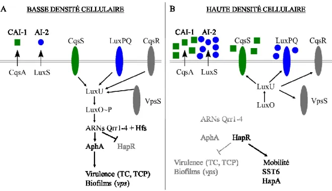 Figure 2.  Régulation des principaux facteurs de virulence de Vibrio cholerae  par le Quorum Sensing