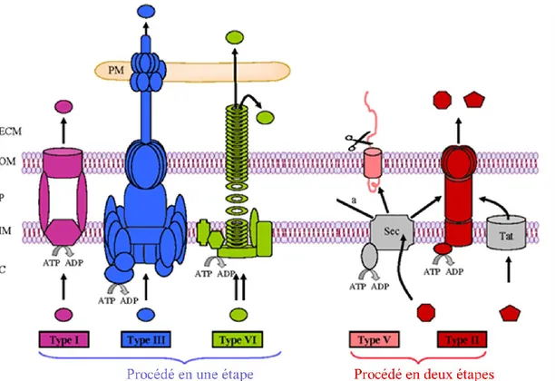 Figure 5.  Structure des cinq Systèmes de Sécrétion retrouvés chez Vibrio 