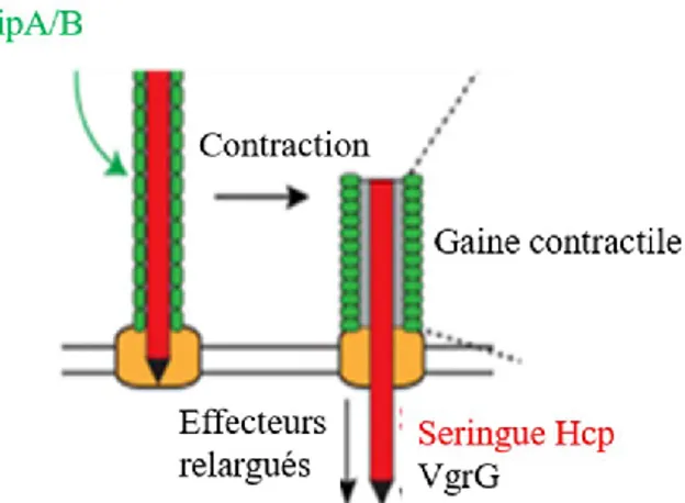 Figure 8.  Contraction de la gaine VipA/VipB permettant la sortie de la  seringue Hcp et de l’aiguille VgrG et ainsi l’injection des effecteurs bactériens
