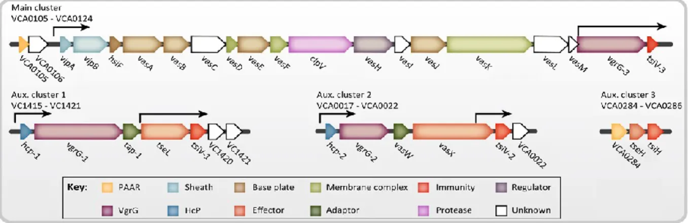 Figure 9.  Organisation génétique du Système de Sécrétion de Type VI de 