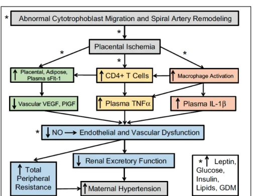 Figure 2 : Schéma hypothétique des anormalités de placentation avec l’obésité.  