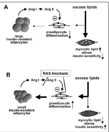 Figure 4 : L’inhibition du RAS dans la différenciation des adipocytes en excès de lipides