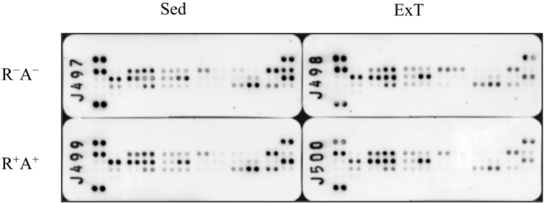 Figure 7 : Exemple d’immunochemiluminescence de l’Adipokine Array TM .  