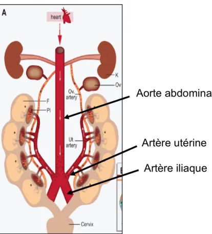 Figure 8 : La Représentation anatomique du système vasculaire reproducteur chez la souris (A) ainsi qu’un exemple d’image de  l’artère utérine par doppler pulsé (B)