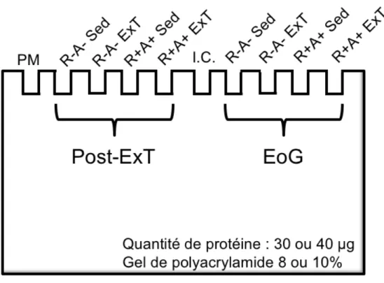 Figure 9 : Le design d’un gel de Western blot.  