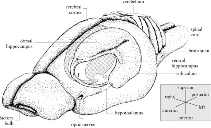 Fig.  1.1  Anatomie  de  l’hippocampe.  Représentation  schématique  de  l’hippocampe  dans  le  cerveau  du  rongeur