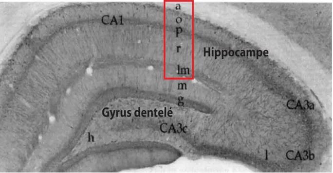 Fig. 1.2 Organisation laminaire de l’hippocampe. Photomicrographie d’une coupe coronale d’hippocampe où on 