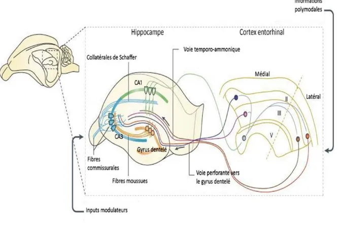 Fig. 1.3 Circuit tri-synaptique de l’hippocampe. Figure tirée et adaptée de (Neves, Cooke et al