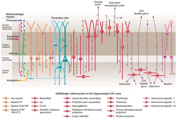 Fig. 1.4 Diversité des interneurones GABAergiques de la région CA1 hippocampique. Il existe plus de 21 types 