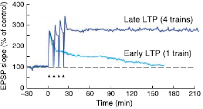 Figure 1.5. Décours temporel de la PLT en phase précoce et tardive. Dans les deux cas, la PLT a été induite grâce 