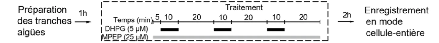 Figure 3.1 Protocole d’induction chimique de la PLT tardive 