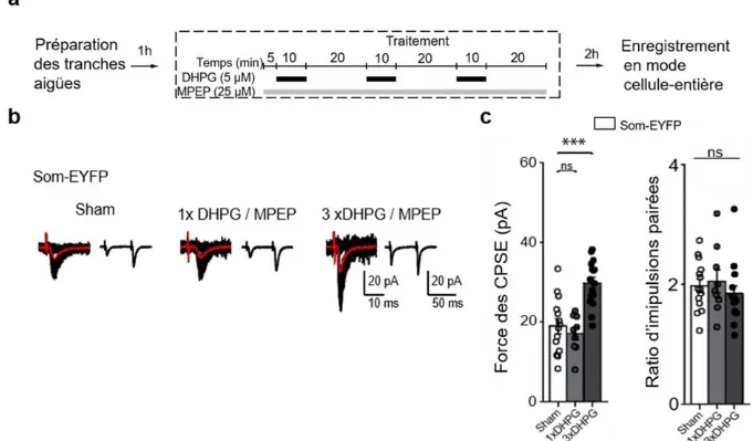 Figure 4.1 La stimulation répétée des mGluR1a induit une potentialisation à long terme tardive aux synapses  excitatrices des SOM-INs du CA1