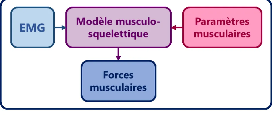 Figure 1.  Schéma  illustrant  le  lien  entre  l’EMG  et  les  forces  produites  par  un  modèle  musculo-squelettique, lui-même caractérisé par ses paramètres musculaires