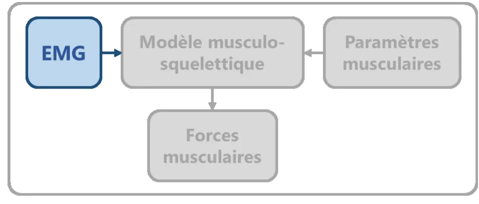 Figure 2.  L’EMG, une mesure du signal électrique émis par les muscles. 