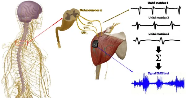 Figure 5.  Sommation des potentiels d’action des unités motrices constituant le signal EMG  brut