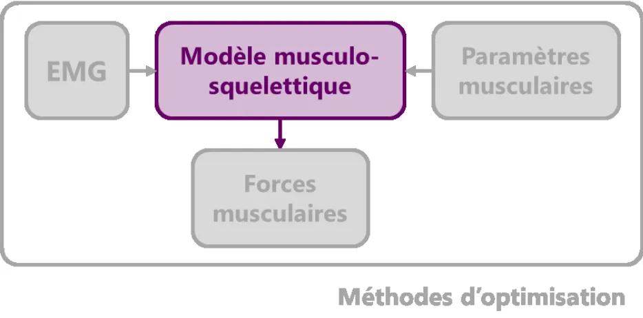 Figure 8.  La  modélisation  musculo-squelettique  au  cœur  de  l’estimation  des  forces  musculaires