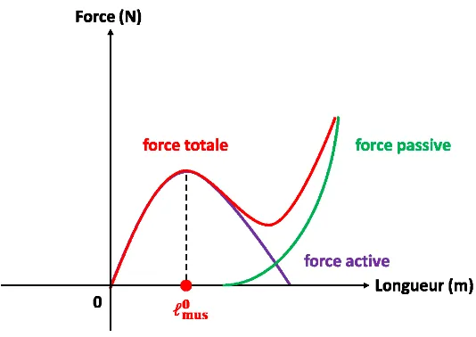 Figure 12.  Relation force-longueur d’un muscle de type-Hill. 